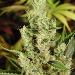Amnesia Haze Autoflower – Soma Sacred Seeds