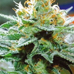 Amnesia x Buddha Kush – Vision Seeds