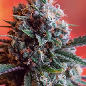 Dark Star x AK-49 – Vision Seeds