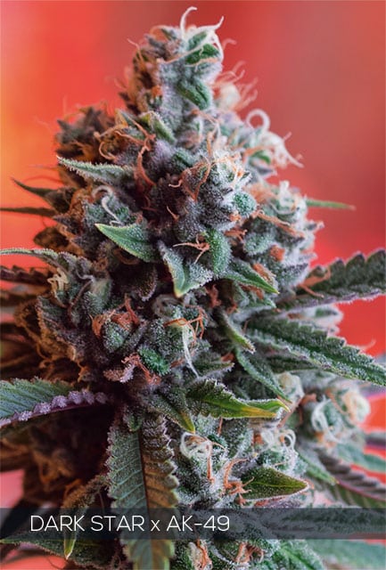 Dark Star x AK-49 – Vision Seeds