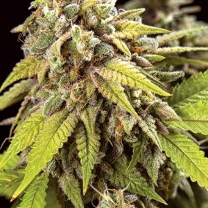 Doctor Jamaica – Vision Seeds