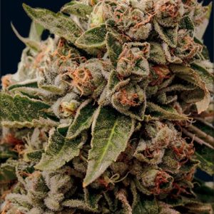 Lamb’s Breath x AK-49 – Vision Seeds