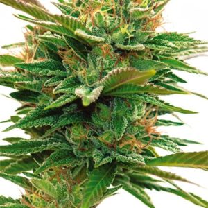 Nicole x OG – Vision Seeds