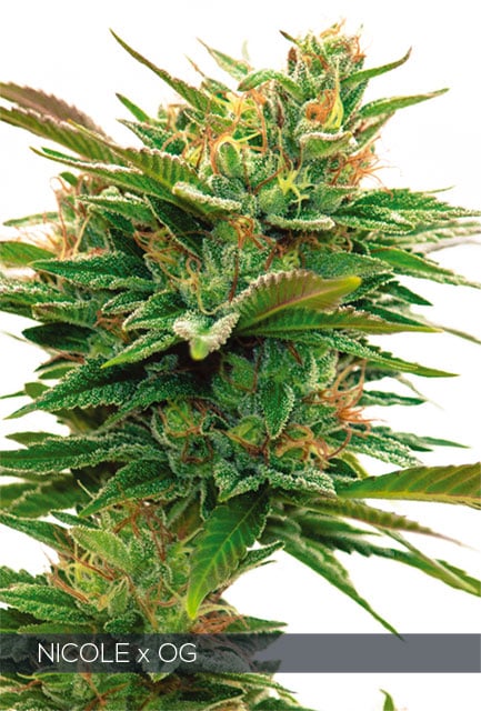 Nicole x OG – Vision Seeds