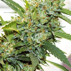 Vision Kosher – Vision Seeds