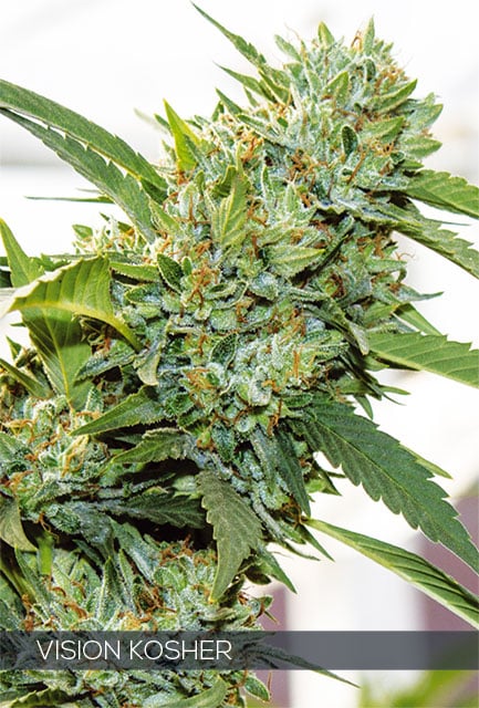 Vision Kosher – Vision Seeds