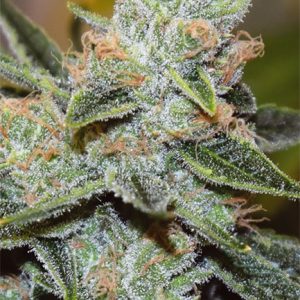 Wedding Cake x Triple OG – Vision Seeds