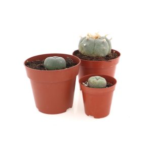Peyote (Lophophora Williamsii)
