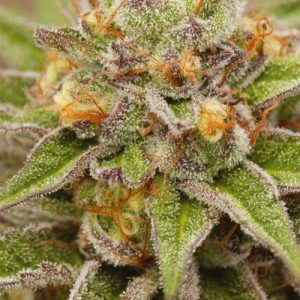 Pure Gelato – Vision Seeds