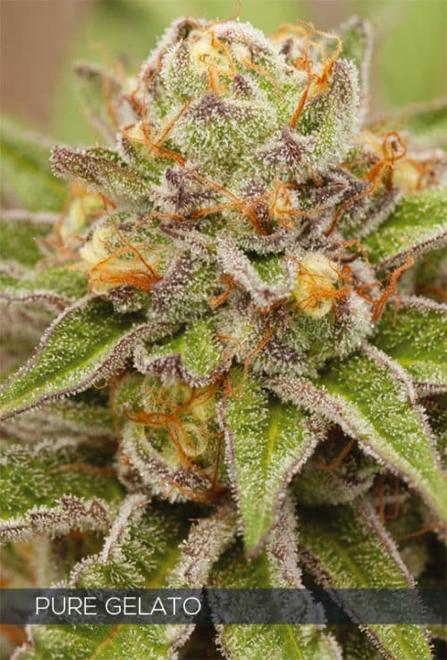 Pure Gelato – Vision Seeds