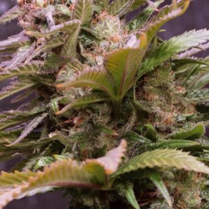 Auto Vision Caramello – Vision Seeds