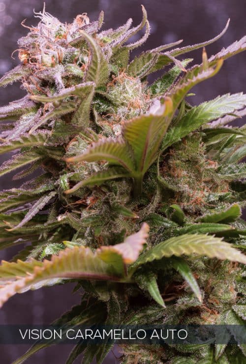 Auto Vision Caramello – Vision Seeds
