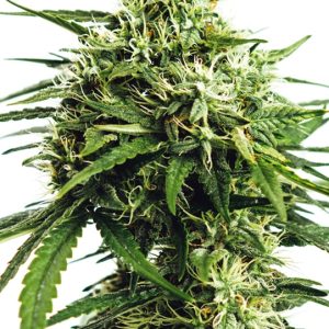 Auto Vision Gorilla – Vision Seeds