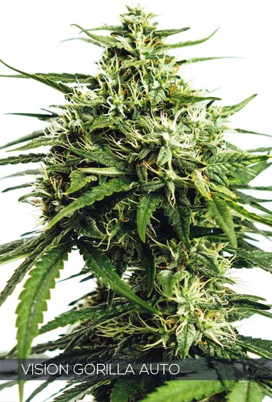 Vision Gorilla – Vision Seeds