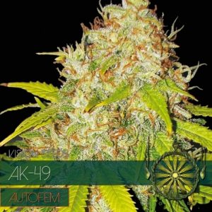 Auto AK-49 – Vision Seeds