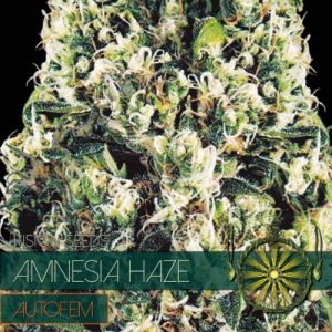 Auto Amnesia Haze – Vision Seeds