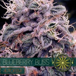 Auto Blueberry Bliss – Vision Seeds
