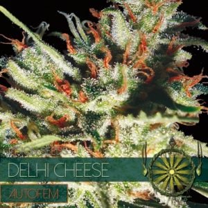 Auto Delhi Cheese – Vision Seeds