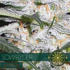 Auto Lowryder – Vision Seeds