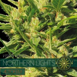 Auto Northern Lights – Vision Seeds