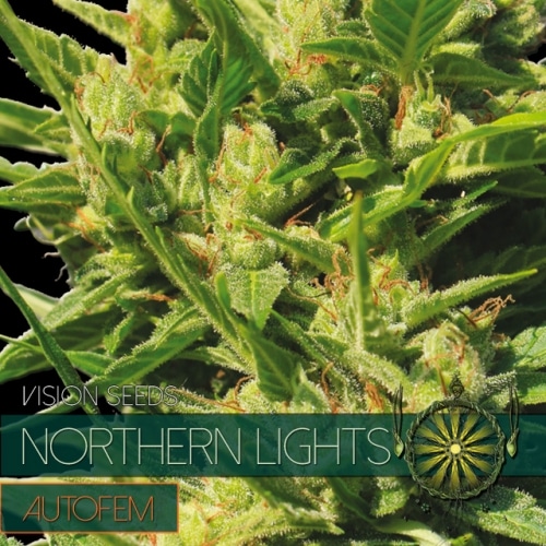 Auto Northern Lights – Vision Seeds
