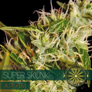 Auto Super Skunk – Vision Seeds