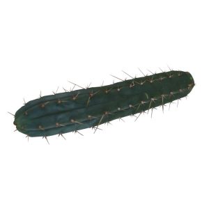 Cutting Macrogona 25 – 29 cm