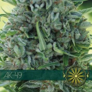 AK-49 – Vision Seeds