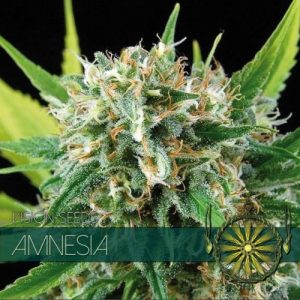 Amnesia – Vision Seeds