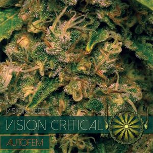 Auto Vision Critical – Vision Seeds
