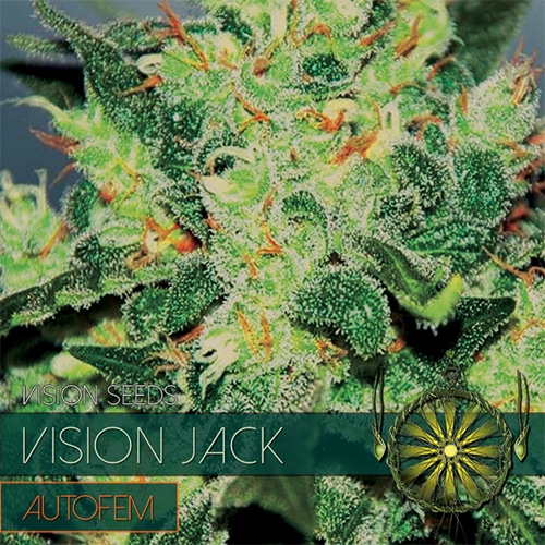 Auto Vision Jack – Vision Seeds