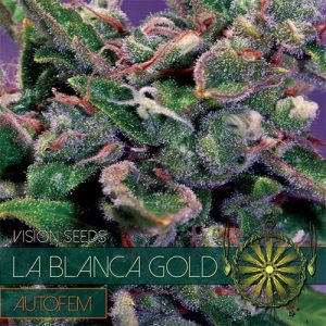 Auto La Blanca Gold – Vision Seeds