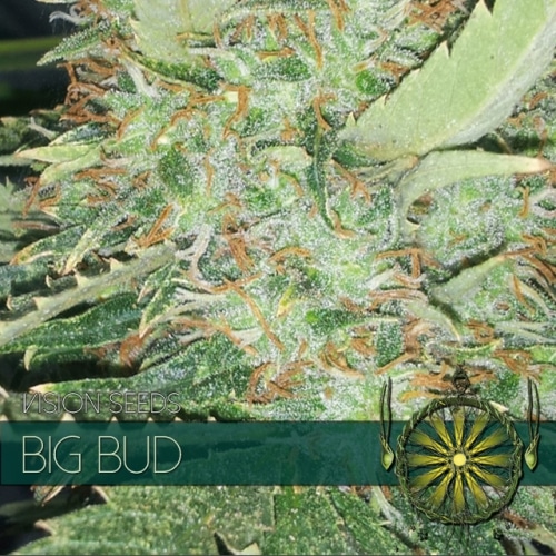 Big Bud – Vision Seeds