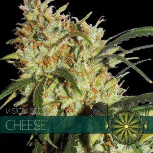 Cheese – Vision Seeds