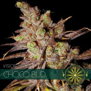 Choco Bud – Vision Seeds