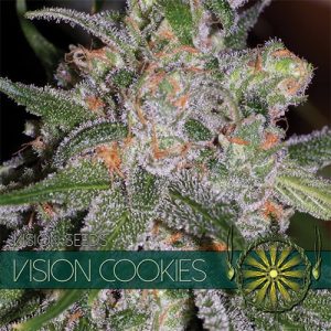 Vision Cookies – Vision Seeds