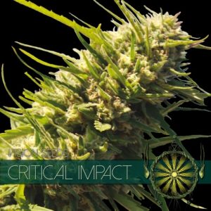 Critical Impact – Vision Seeds