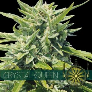 Crystal Queen – Vision Seeds