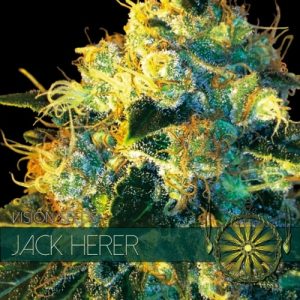 Jack Herer – Vision Seeds