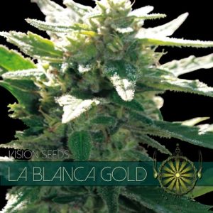 La Blanca Gold – Vision Seeds