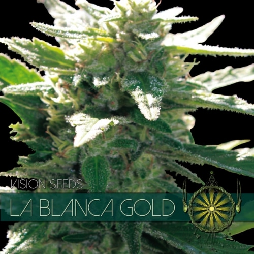 La Blanca Gold – Vision Seeds