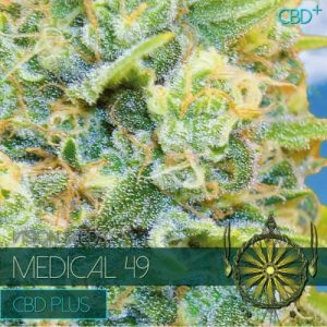 Medical 49 (CBD+) – Vision Seeds