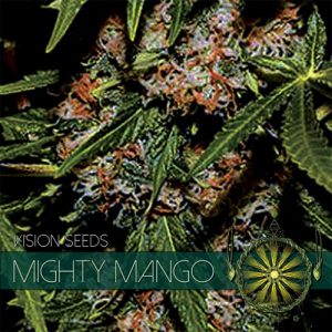Mighty Mango Bud – Vision Seeds