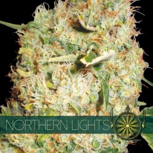 Northern Lights – Vision Seeds