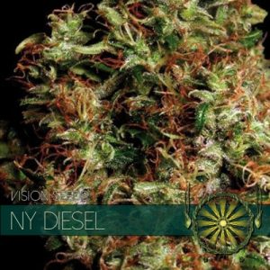 NY Diesel – Vision Seeds