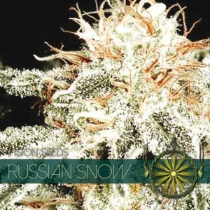 Russian Snow – Vision Seeds