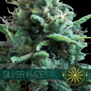 Silver Haze – Vision Seeds