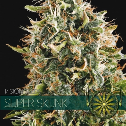Super Skunk – Vision Seeds