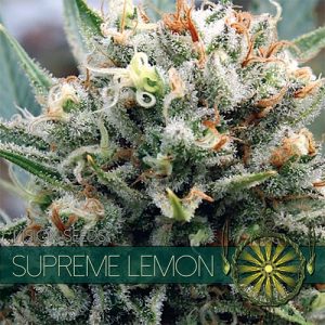 Supreme Lemon – Vision Seeds