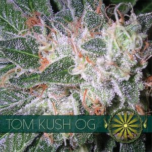 Tom Kush OG – Vision Seeds